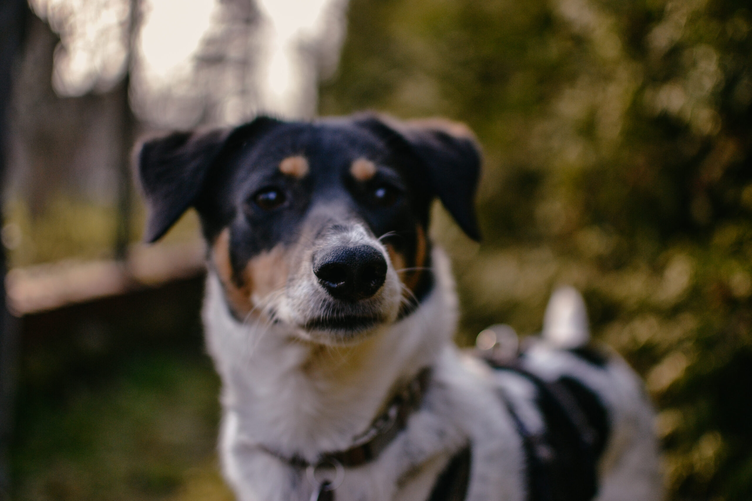 Hobby-Liste für deinen Hund