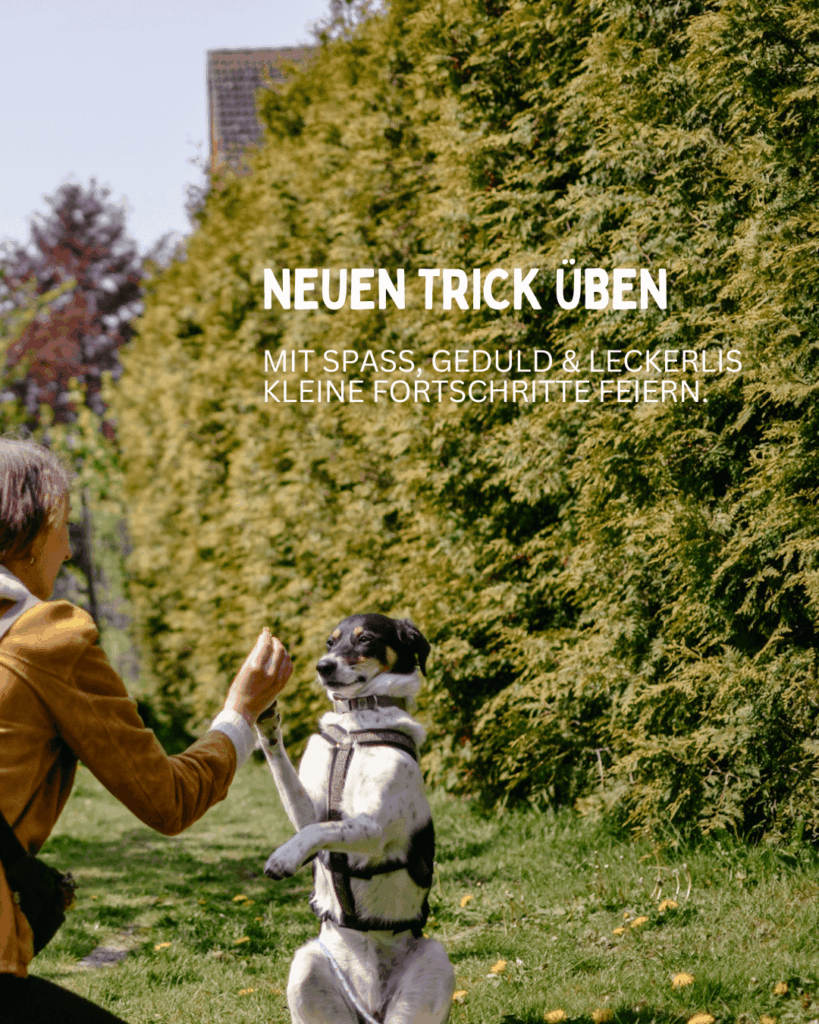 neuen-trick-üben