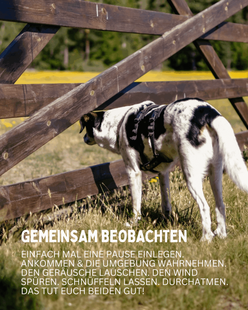 gemeinsam-beobachten