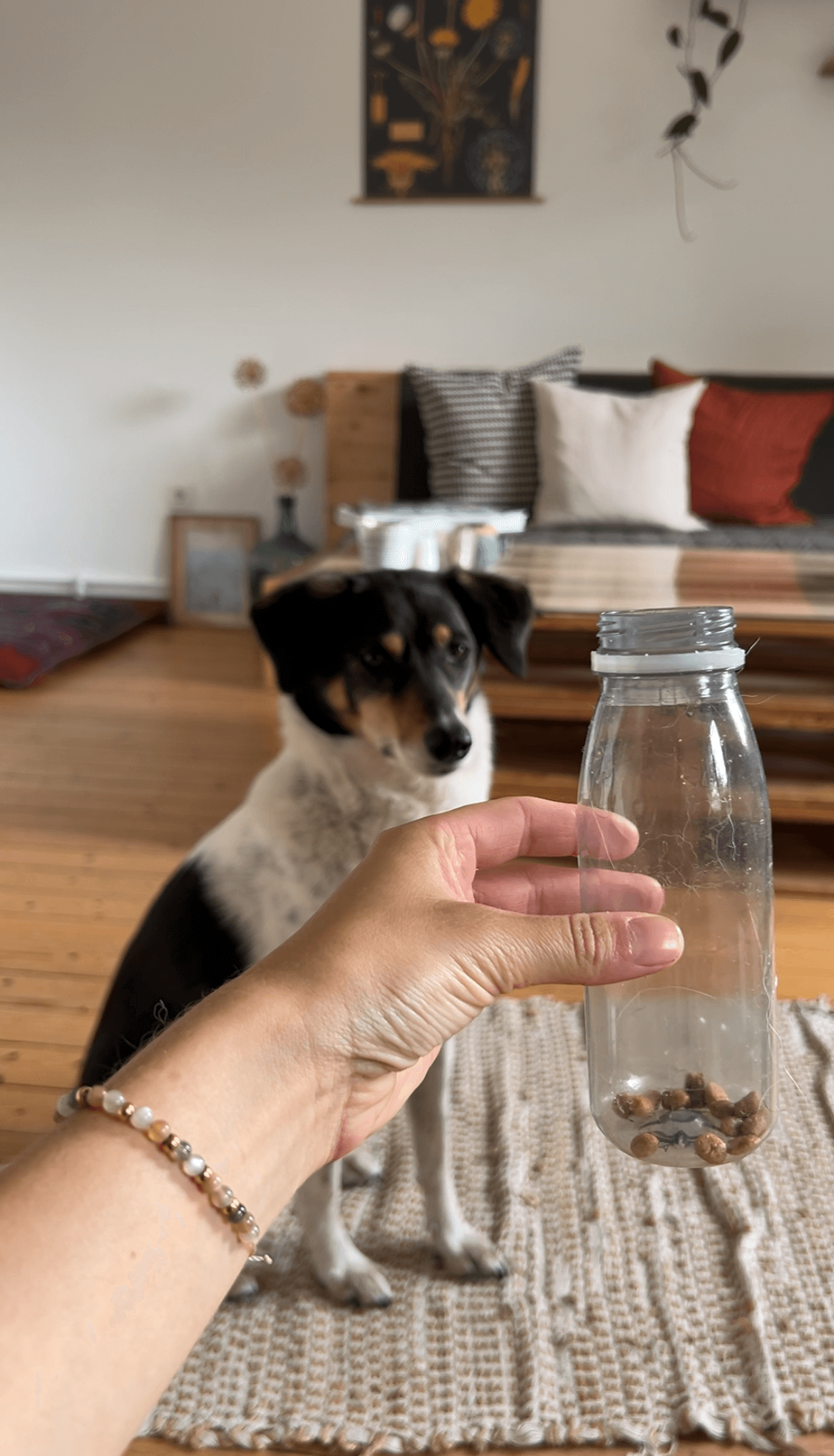 Das Flaschenspiel: Einfache Hundebeschäftigung
