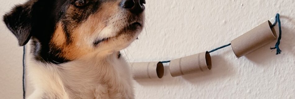 Leckerligirlande - Beschäftigungsidee für Hunde
