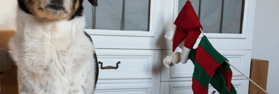 Hundebeschäftigung: Weihnachtlicher Chaoshaufen