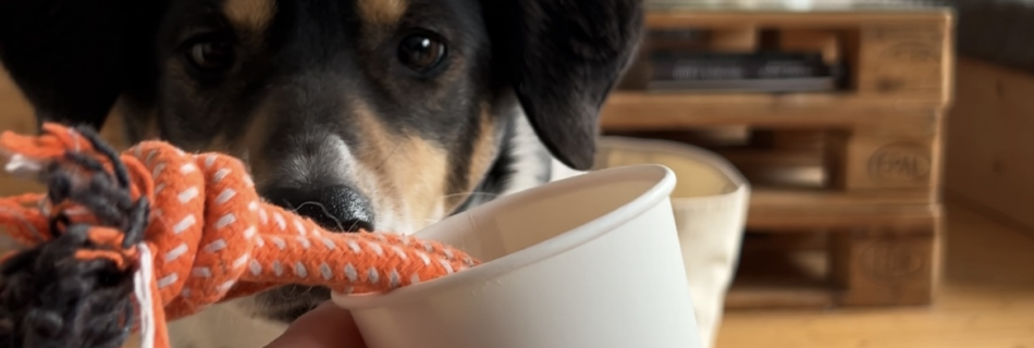 Stuffed Cups - DIY Hundebeschäftigung